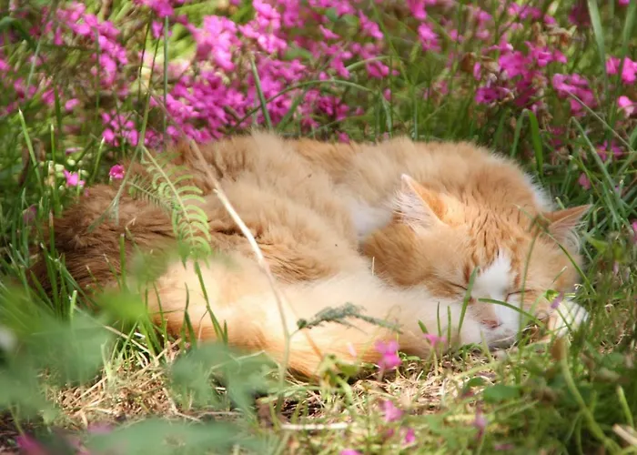 La Closerie Aux Violettes -