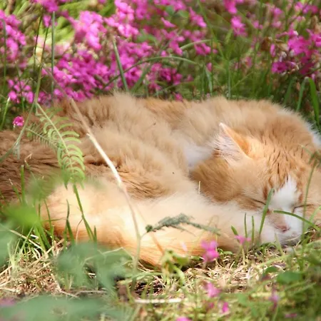 La Closerie Aux Violettes -